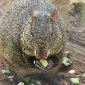 Azara's agouti (Dasyprocta azarae), 2024-09-17