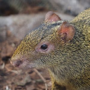 Azara's agouti (Dasyprocta azarae), 2024-09-17