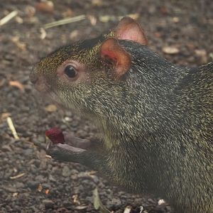 Azara's agouti (Dasyprocta azarae), 2024-09-17