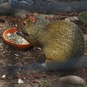 Azara's agouti (Dasyprocta azarae), 2024-09-17