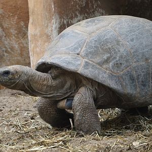Aldabra giant tortoise (Aldabrachelys gigantea gigantea), 2024-09-17