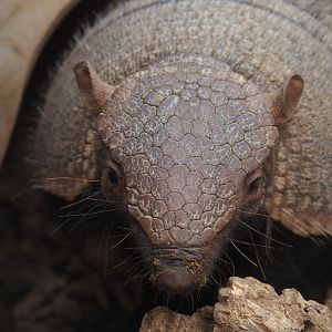 Large hairy armadillo (Chaetophractus villosus), 2024-09-17
