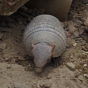 Large hairy armadillo (Chaetophractus villosus), 2024-09-17