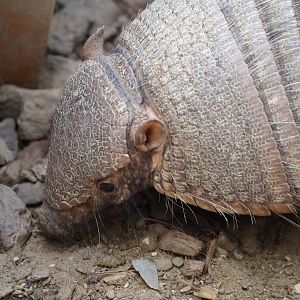 Large hairy armadillo (Chaetophractus villosus), 2024-09-17
