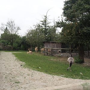 Vicuña and Greater rhea and Vicuña and Patagonian mara exhibits, 2024-09-17
