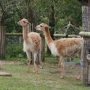 Vicuñas (Vicugna vicugna), 2024-09-17