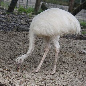 White Greater rhea (Rhea americana), 2024-09-17