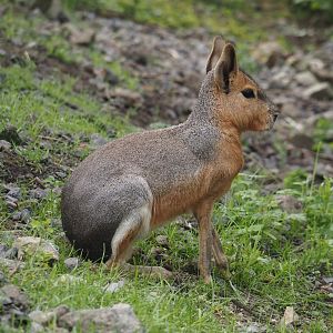Patagonian mara (Dolichotis patagonum), 2024-09-17