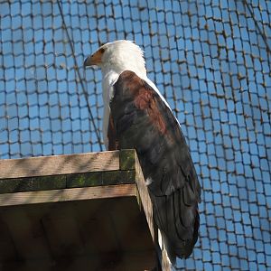 African fish eagle (Haliaeetus vocifer), 2024-09-17
