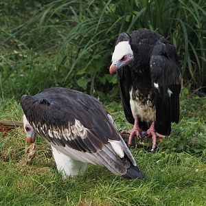 White-headed vultures (Trigonoceps occipitalis), 2024-09-17