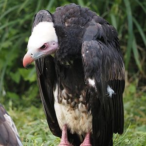 White-headed vulture (Trigonoceps occipitalis), 2024-09-17