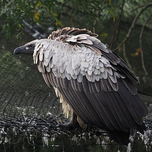 African white-backed vulture (Gyps africanus), 2024-09-17