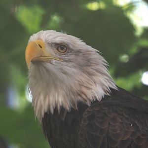 Bald eagle (Haliaeetus leucocephalus), 2024-09-17