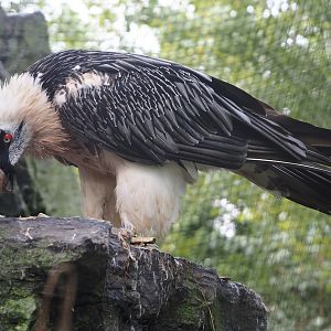 Bearded vulture (Gypaetus barbatus barbatus), 2024-09-17