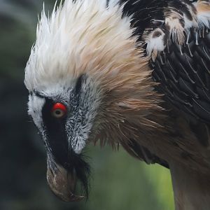 Bearded vulture (Gypaetus barbatus barbatus), 2024-09-17