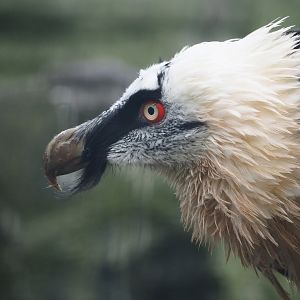 Bearded vulture (Gypaetus barbatus barbatus), 2024-09-17