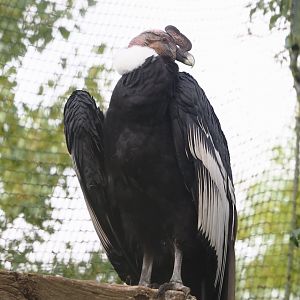 Andean condor (Vultur gryphus), 2024-09-17