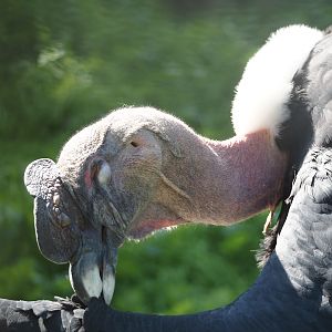 Andean condor (Vultur gryphus), 2024-09-17