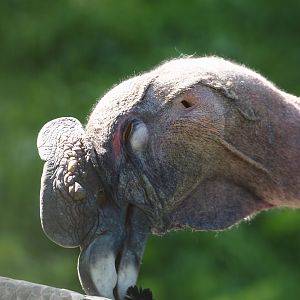 Andean condor (Vultur gryphus), 2024-09-17