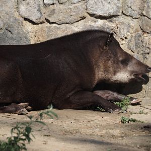 South American tapir (Tapirus terrestris), 2024-09-17