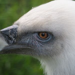 Western Eurasian griffon vulture (Gyps fulvus fulvus), 2024-09-17