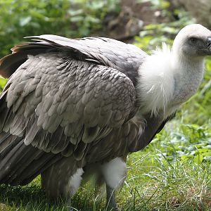 Western Eurasian griffon vulture (Gyps fulvus fulvus), 2024-09-17