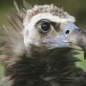 Cinereous vulture (Aegypius monachus), 2024-09-17
