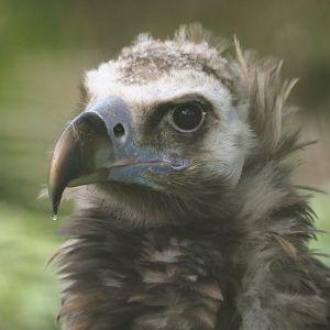 Cinereous vulture (Aegypius monachus), 2024-09-17