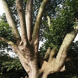 Old London plane tree (Platanus × hispanica), 2024-09-17