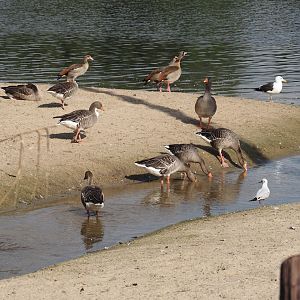 Wild geese and gulls at lakeside, 2024-09-17