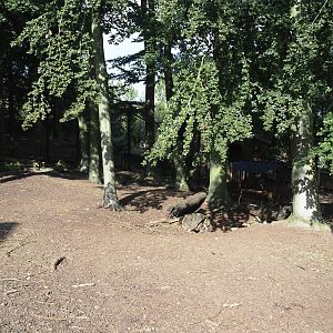 Domestic reindeer exhibit, 2024-09-17