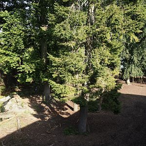 Domestic reindeer exhibit, 2024-09-17