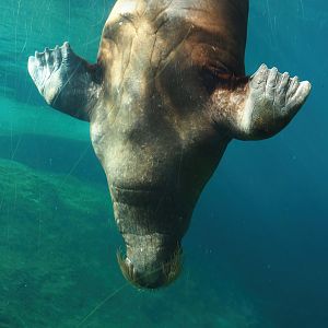 Pacific walrus (Odobenus rosmarus divergens), 2024-09-17