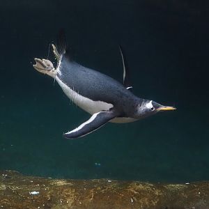Diving Subantarctic gentoo penguin (Pygoscelis papua papua), 2024-09-17
