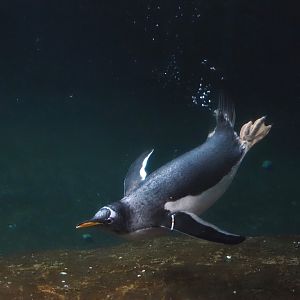 Diving Subantarctic gentoo penguin (Pygoscelis papua papua), 2024-09-17