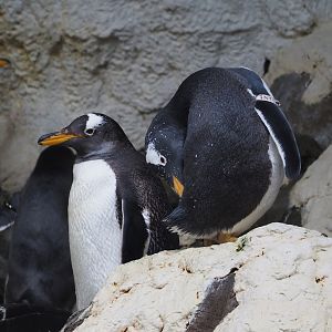 Subantarctic gentoo penguins (Pygoscelis papua papua), 2024-09-17
