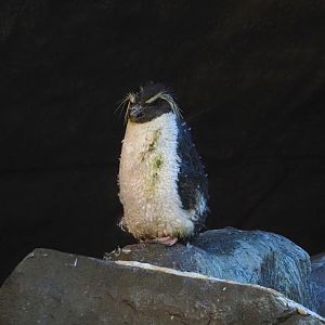 Eastern rockhopper penguin (Eudyptes chrysocome filholi), 2024-09-17
