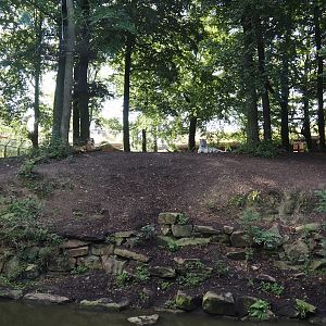Amur tiger exhibit, 2024-09-17