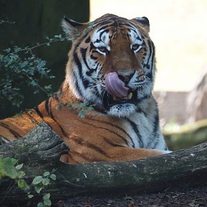 Amur tiger (Panthera tigris altaica), 2024-09-17
