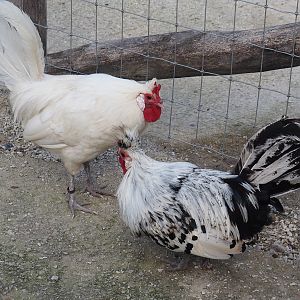 White and Silver-spangled Brabanter roosters (Gallus gallus domesticus), 2024-09-17