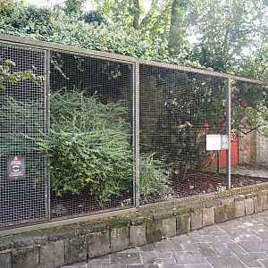 Striated caracara aviary, 2024-09-17