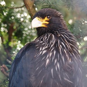 Striated caracara (Phalcoboenus australis), 2024-09-17