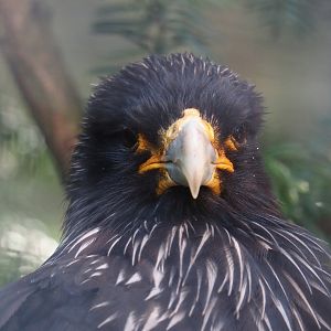 Striated caracara (Phalcoboenus australis), 2024-09-17