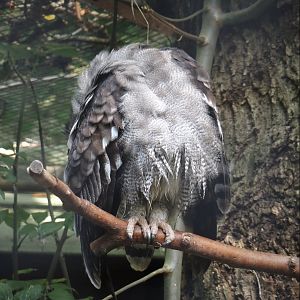 Verreaux's eagle-owl (Bubo lacteus), 2024-09-17
