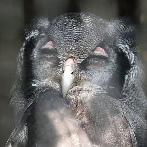 Verreaux's eagle-owl (Bubo lacteus), 2024-09-17