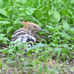 Eurasian hoopoe (Upupa epops)