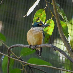 Sacred Kingfisher