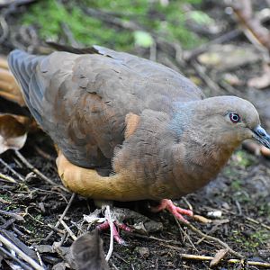 Brown Cuckoo-Dove