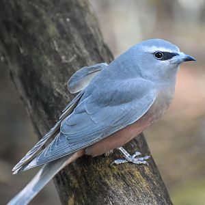 White-browed Woodswallow