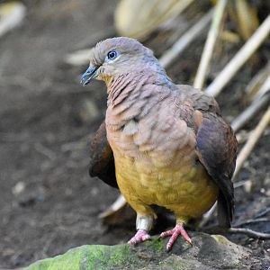 Brown Cuckoo-Dove